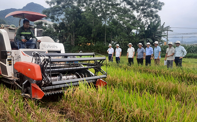 Nông dân xã Tân Lĩnh, huyện Lục Yên thu hoạch lúa mùa.