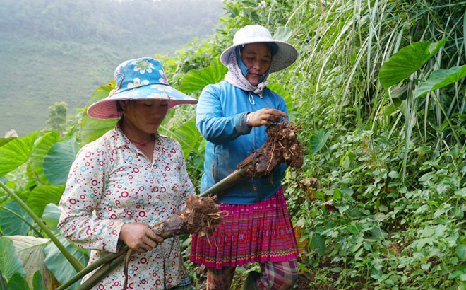 Thu nhập từ nương khoai sọ giúp gia đình chị Thào Thị Vang, thôn Khấu Ly, xã Bản Mù ổn định kinh tế, giảm nghèo bền vững.