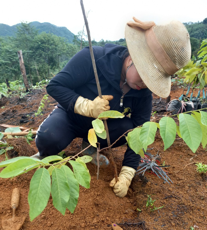 Người dân xã Khánh Hòa, huyện Lục Yên trồng giống na nhập nội do Trung tâm Ứng dụng, kỹ thuật, thông tin khoa học và công nghệ tỉnh Yên Bái hỗ trợ