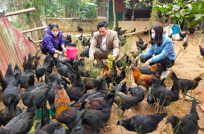 Lãnh đạo xã Hưng Thịnh thăm mô hình nuôi gà Mông có thu nhập cao của người dân trong xã
