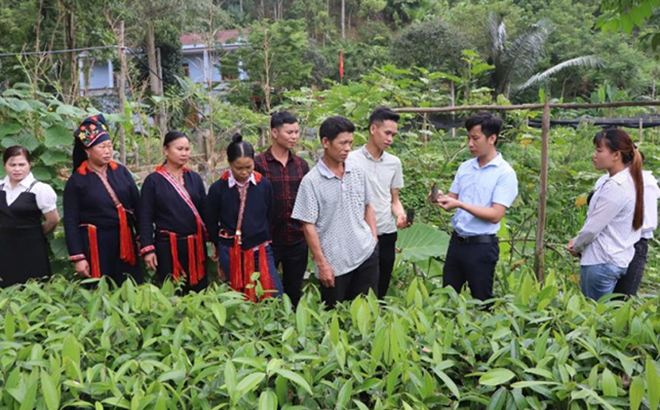 Người dân xã Nậm Lành (Văn Chấn) tham gia tập huấn về trồng quế.