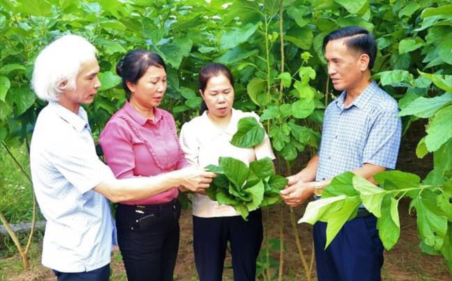 Lãnh đạo huyện Trấn Yên thăm mô hình trồng dâu đầu tiên tại xã Minh Quân.