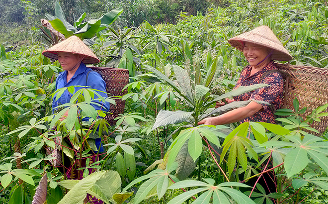Tỉnh Yên Bái phấn đấu mục tiêu trồng 5.000 ha cây dược liệu phát triển ổn định vào năm 2025.