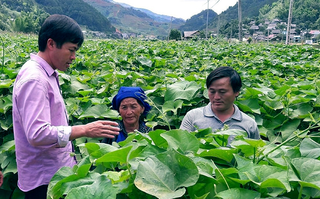 Cán bộ khuyến nông hướng dẫn kỹ thuật trồng su su, bí xanh cho người dân Nậm Khắt.