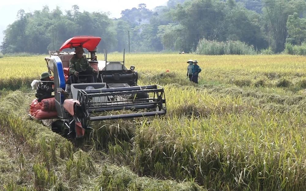 Đến thời điểm này, huyện Lục Yên đã thu hoạch được trên 1.200 ha lúa