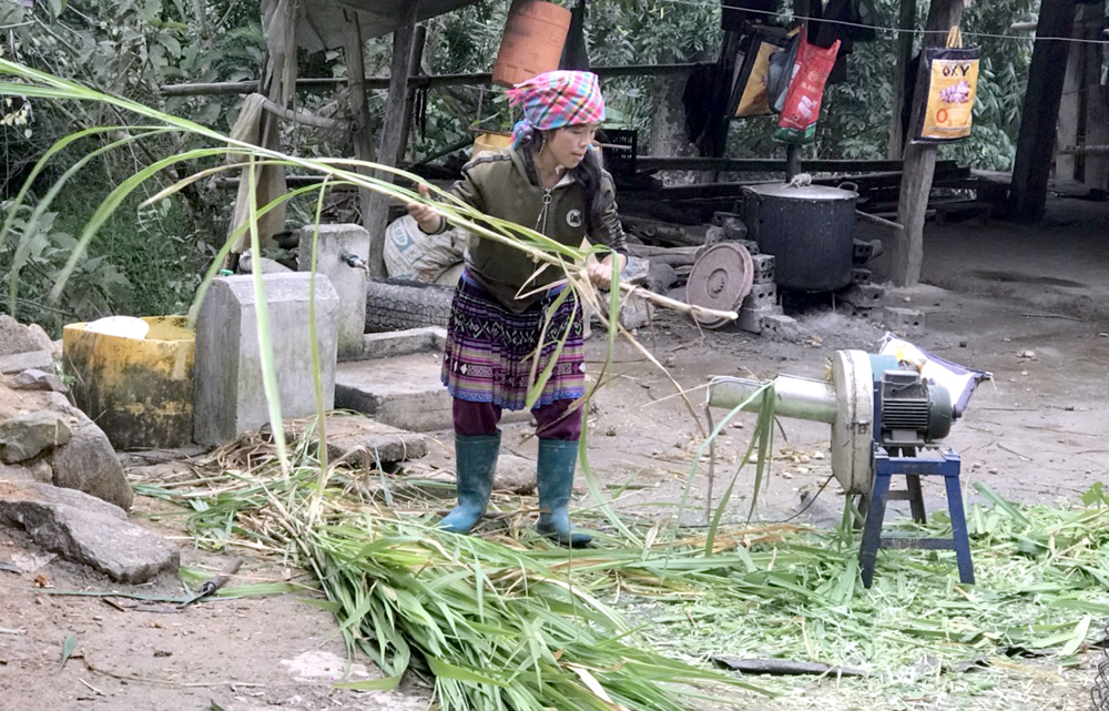 Nông dân xã Trạm Tấu, huyện Trạm Tấu chuẩn bị thức ăn cho đàn gia súc của gia đình.
