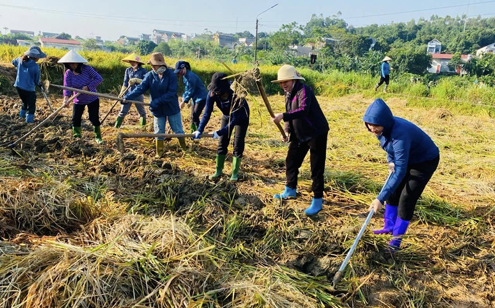 Đông đảo cán bộ, công chức và nhân dân thị trấn tham gia trồng ngô đông trên đất 2 vụ lúa.