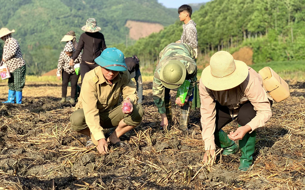 Người dân Văn Yên tích cực xuống đồng để cải tạo đất, khôi phục sản xuất nông nghiệp sau bão.