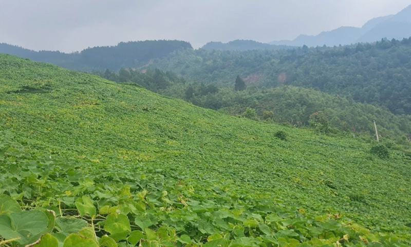 Trên các triền núi của huyện vùng cao Mù Cang Chải, tỉnh Yên Bái, gần đây xuất hiện những 