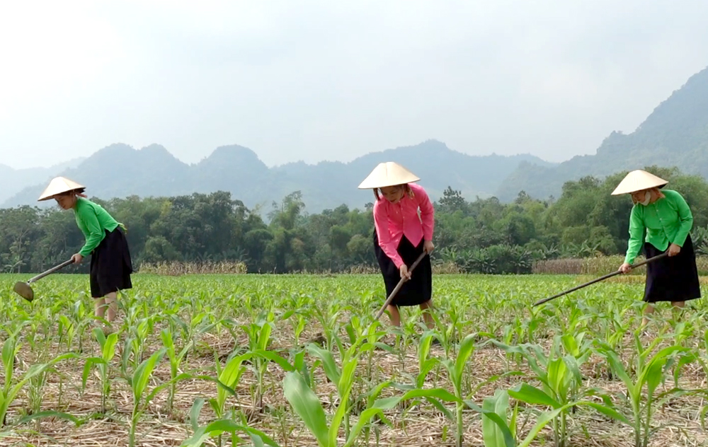 Bà con nông dân Lục Yên chăm sóc diện tích ngô đông