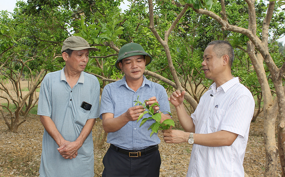 Tiến sĩ Bùi Quang Đãng - Viện Khoa học nông nghiệp Việt Nam hướng dẫn các biện pháp cắt tỉa mầm chồi cho cây bưởi.