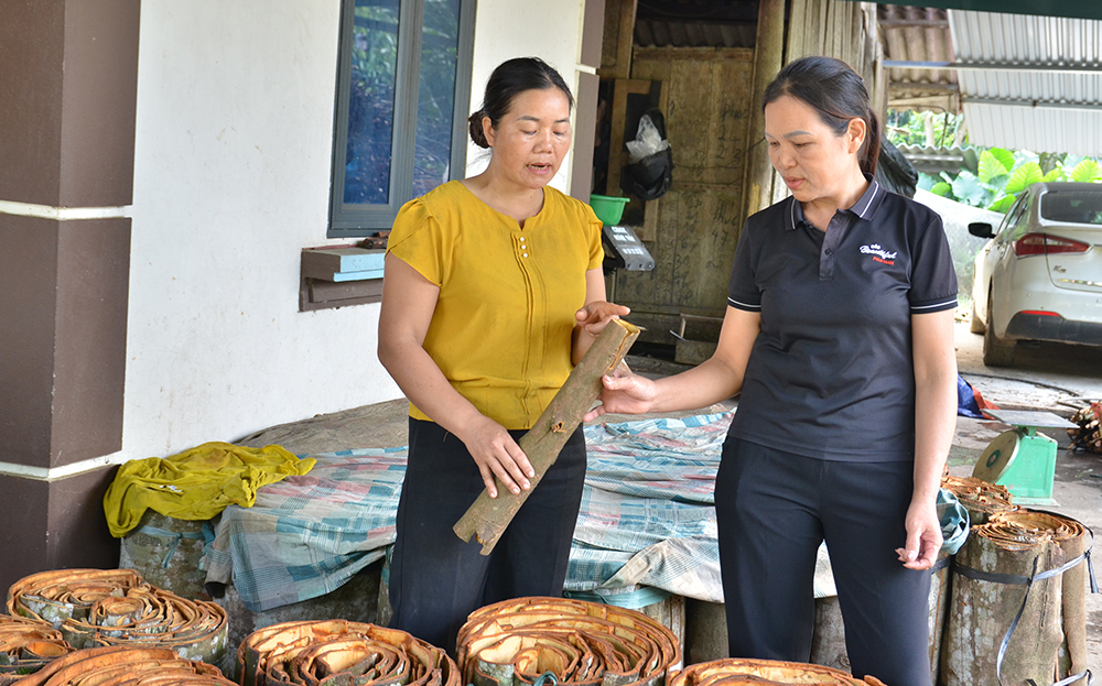 Bà Dương Thị Minh (bên phải) trao đổi với hộ dân về việc thu mua chế biến sản phẩm từ cây quế.