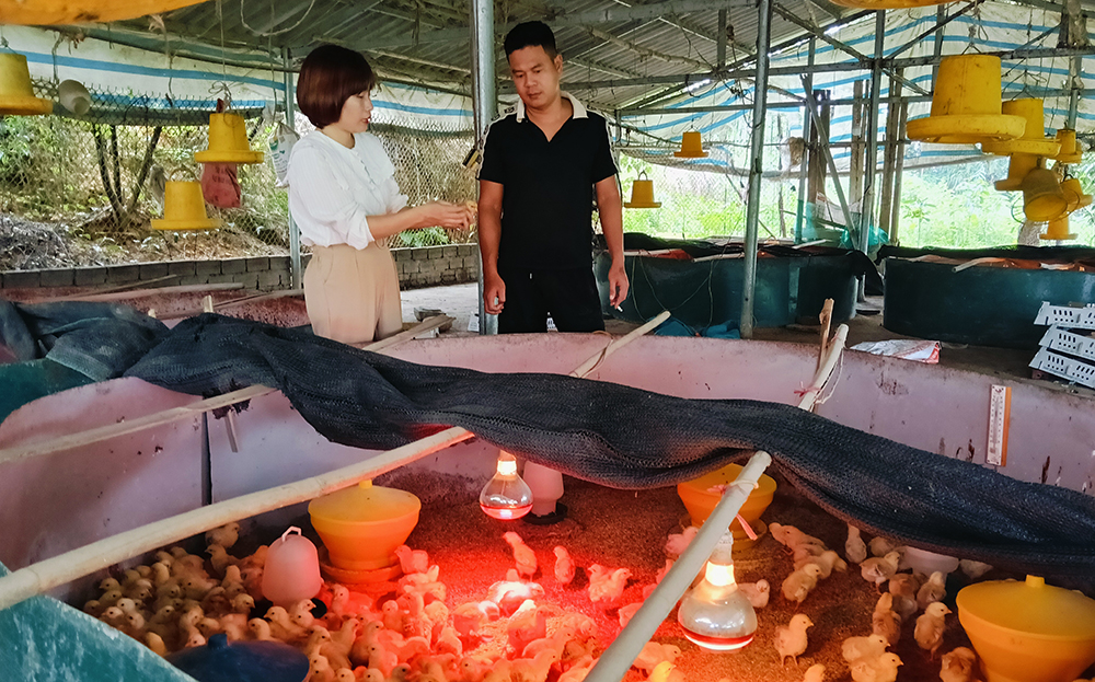 Cán bộ xã động viên hộ ông Nguyễn Văn Vinh, thôn Thắng Lợi tái đàn gà thương phẩm sau lũ.