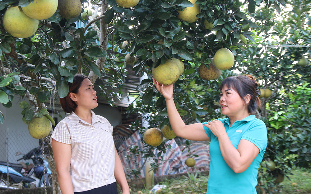 Chị Hoàng Thị Thơm (bên phải) chia sẻ với lãnh đạo Hội Phụ nữ xã Hán Đà việc gia đình chuyển đổi từ trồng rừng sang trồng bưởi, bước đầu mang lại hiệu quả kinh tế.