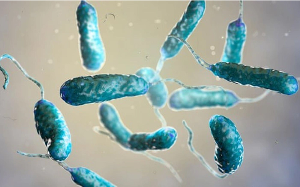 Vi khuẩn Vibrio vulnificus