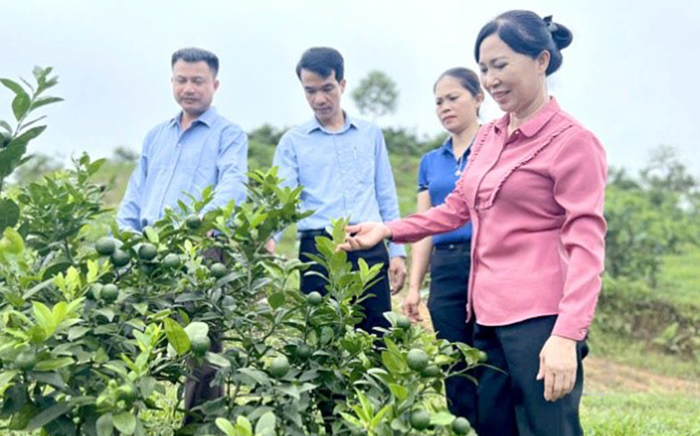 Lãnh đạo Hội Nông dân huyện Trấn Yên tham quan mô hình trồng chanh tứ thời của hội viên nông dân xã Việt Cường.