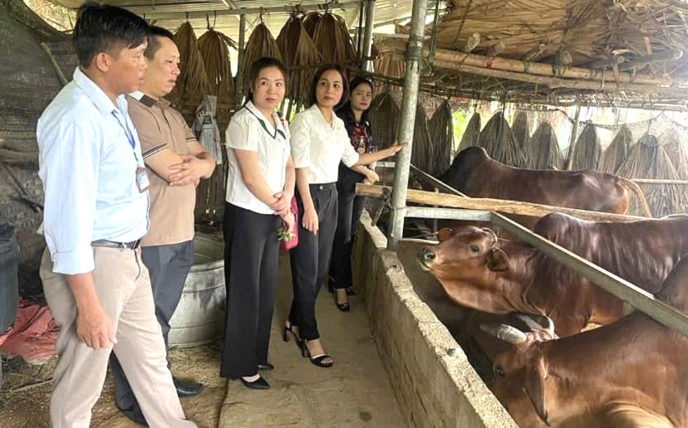 Lãnh đạo, cán bộ Hội Nông dân huyện Văn Yên thăm mô hình nuôi trâu, bò mang lại hiệu quả kinh tế của hội viên nông dân xã Châu Quế Thượng.