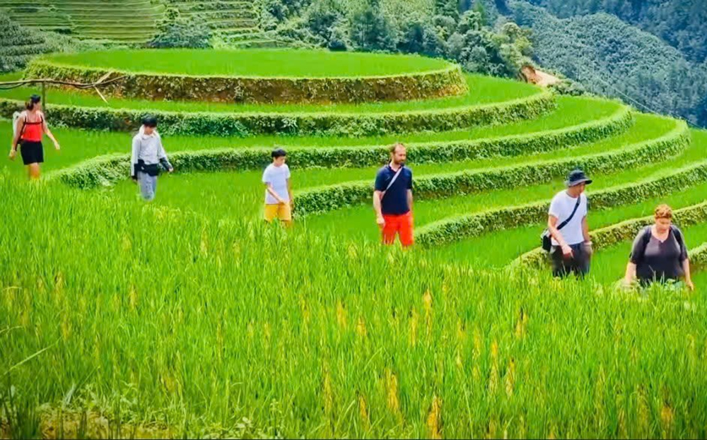 Mu Cang Chai's terraced rice fields during harvest season, attracting both domestic and international visitors for sightseeing and experiences.