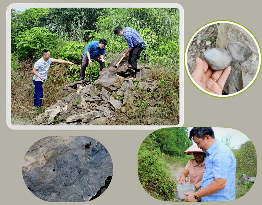 Fossil traces discovered by Yen Bai Museum staffs