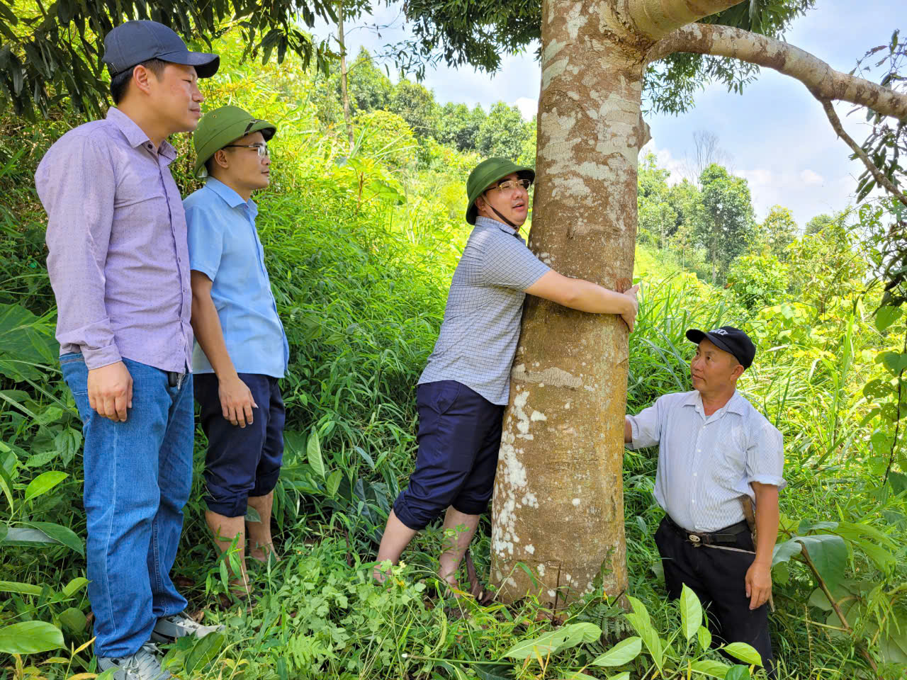 Ông Giàng A Câu - Chủ tịch Hội Nông dân tỉnh đo đường kính cây quế trên 40 năm tuổi của hội viên nông dân sản xuất, kinh doanh giỏi Giàng A Sáu ở xã An Lương, huyện Văn Chấn.