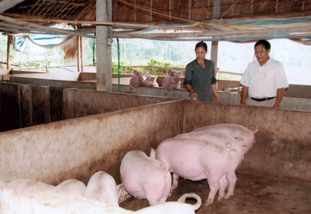 Mô hình nuôi lợn hàng hóa của hộ gia đình anh Phạm Minh Khai, thôn Trung Tâm.