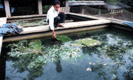 Có những hộ dân ở thôn Bu Cao đã mạnh dạn xây bể xi măng để thử nuôi cá và ba ba.
