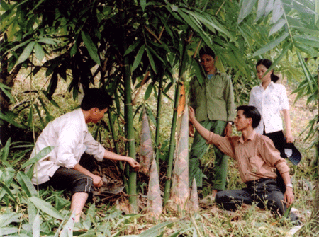 Tre măng Bát Độ đang là cây xóa đói giảm nghèo ở huyện Trấn Yên. (Ảnh: Q.T)