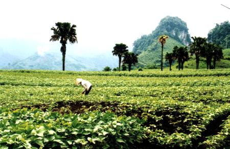 Cây đậu tương trên đất Khai Trung.
