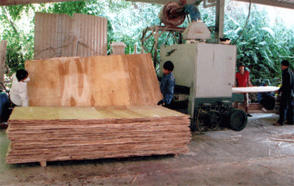 Chế biến gỗ rừng trồng tại Công ty trách nhiệm Hữu hạn Quế Lâm xã An Thịnh (Văn Yên). (Ảnh: Quỳnh Nga)
