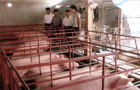Mô hình chăn nuôi 20 lợn nái sinh sản ở thôn Đại Phác, xã Đại Phác.
