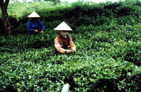 Nông dân xã Báo Đáp (Trấn Yên) thu hái chè.
(Ảnh: H.N)
