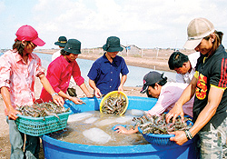 Do doanh nghiệp Trung Quốc ồ ạt thu mua tôm nên giá tôm nguyên liệu tăng mạnh.