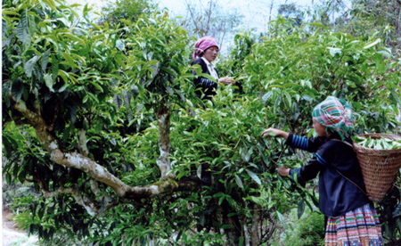 Thu hái chè Shan tuyết ở Suối Giàng (Văn Chấn).
(Ảnh: H.N)