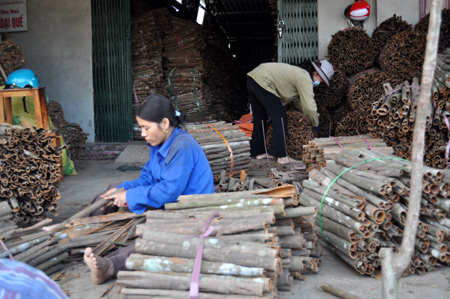 Nhân dân xã Đại Phác (Văn Yên) thu hoạch quế.