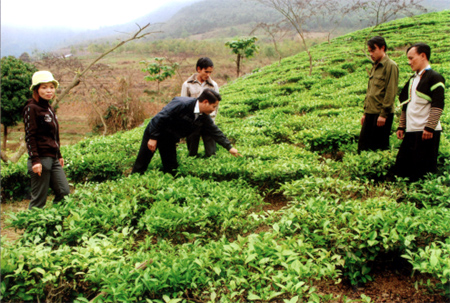 Sơn Thịnh là một trong những vùng chè lớn của huyện Văn Chấn.
Ảnh: Lãnh đạo xã Sơn Thịnh thăm vùng chè ở thôn Bản Lềnh.