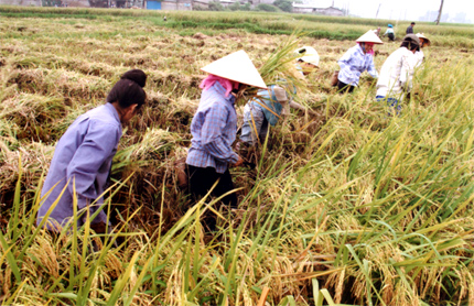 Chuyển dịch cơ cấu lao động nông thôn - bài toán khó trong xây dựng tiêu chí đạt nông thôn mới.
(Ảnh: Thanh Miền)