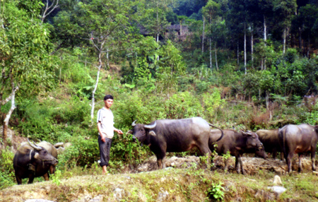 Đàn trâu ở Nậm Mười.