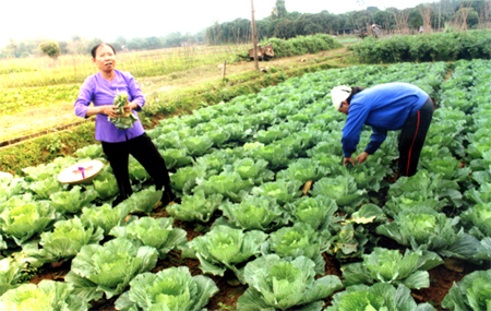 Phụ nữ là lực lượng chính trong phong trào sản xuất cây  vụ đông.
(Ảnh: Quang Thiều)
