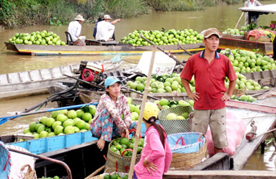 Nhà vườn Vĩnh Long thu hoạch bưởi Năm Roi chờ bán cho thương lái.