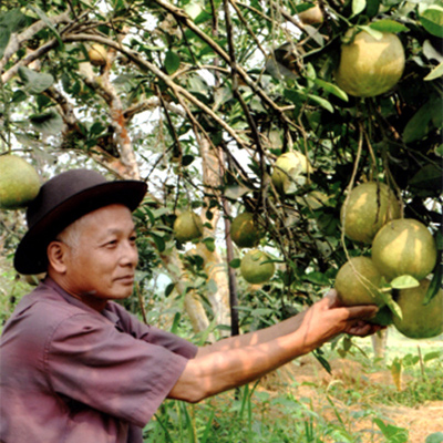 Ông Nguyễn Trọng Thuỷ bên những cây bưởi sai quả.
