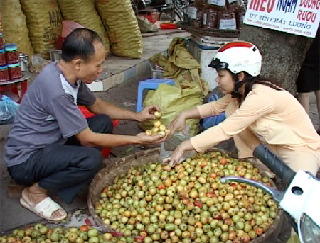 Mỗi ngày gia đình ông Khánh chế biến và tiêu thu khoảng 1,5 tấn quả táo mèo tươi.