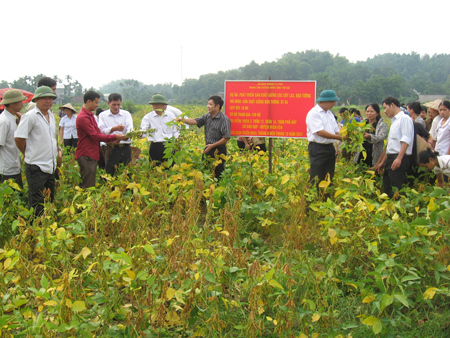 Năng suất đậu tương đạt 2,3 tấn/ha.