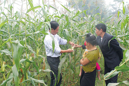 Lãnh đạo Phòng Nông nghiệp - Phát triển nông thôn huyện Văn Chấn và xã Hạnh Sơn đánh giá năng suất và hiệu quả kinh tế giống ngô nếp MX4.