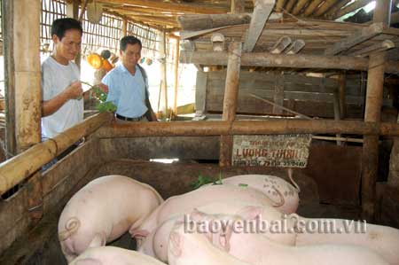 Người chăn nuôi và các chủ trang trại tích cực đầu tư chăn nuôi để tăng nguồn cung cho thị trường cuối năm.
