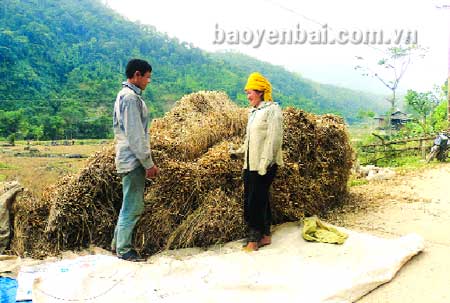 Gia đình anh Lò Văn Hổng thôn Hát 1, xã Hát Lừu thu hoạch lúa mùa.