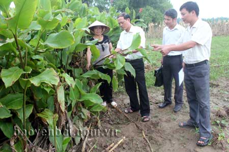 Lãnh đạo xã Hoàng Thắng kiểm tra phát triển cây đao riềng.
