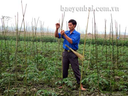 Anh Hoàng Văn Hòa chăm sóc ruộng cà chua Ấn Độ.
