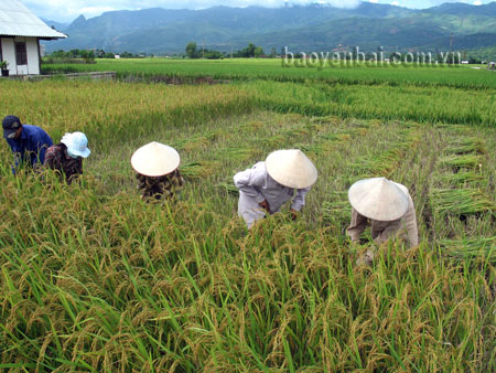 Yên Bái đã quy hoạch và phát triển vùng lúa hàng hóa với quy mô trên 5.000 ha. (Ảnh: Thanh Phúc)
