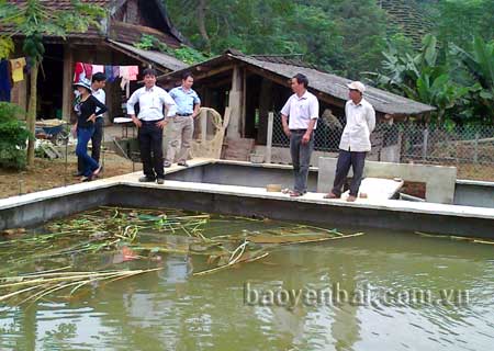 Mô hình nuôi ba ba ở Cát Thịnh được đông đảo khách thập phương đến tham quan, học hỏi.