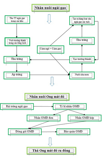 Quy trình nhân nuôi Ong mắt đỏ tại phòng Côn trùng học thực nghiệm.